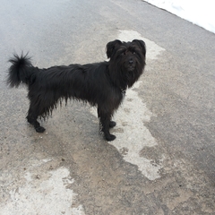 Hundetreffen 2014 im Allgäu (21)